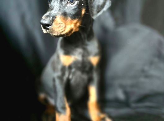 Tuvalet Eğitimli Doberman Yavrular görsel