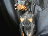 Tuvalet Eğitimli Doberman Yavrular