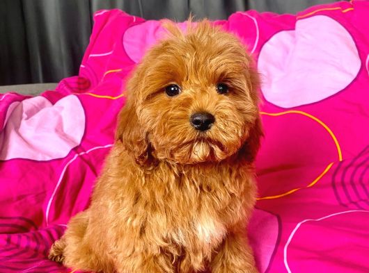 MİNİ BOY MALTIPOO ERKEK YAVRULARIMIZ