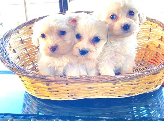 Topaç Gibi Maltipoo Bebeklerimiz görsel