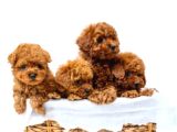 Toy poodle ırkının en güzeli mükemmel yavrular
