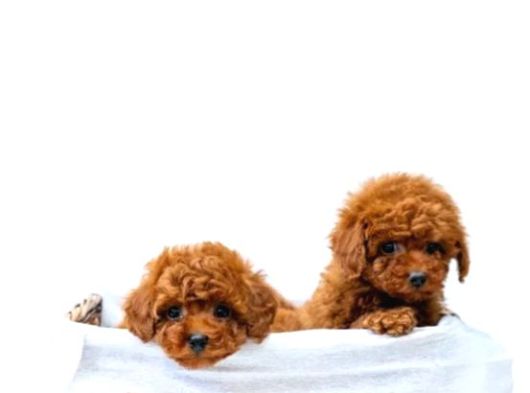 Toy Poodle Irkının En Güzeli Mükemmel Yavrular görsel