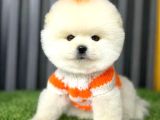 Pomerri̇an Boo Sevi̇mli̇ Yavrular
