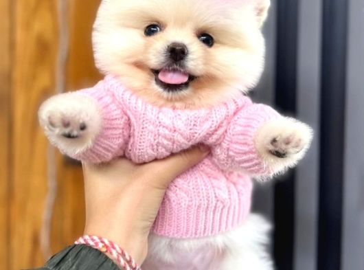 Pomerri̇an Boo Sevi̇mli̇ Yavrular görsel