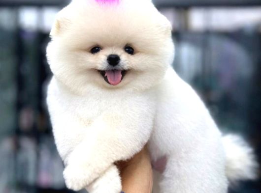 Pomerri̇an Boo Sevi̇mli̇ Yavrular görsel