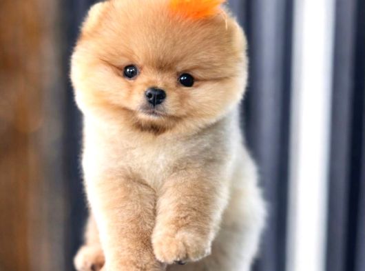 Pomerri̇an Boo Sevi̇mli̇ Yavrular