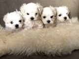 Kar Beyaz Maltese Terri̇er Ci̇nsleri̇