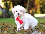 Kar Beyaz Maltese Terri̇er Ci̇nsleri̇