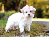 Kar Beyaz Maltese Terri̇er Ci̇nsleri̇