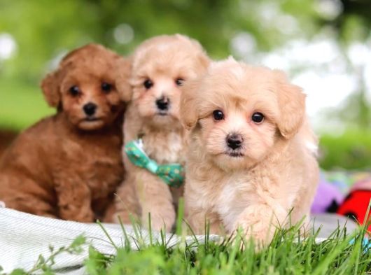 Malti̇poo Ci̇nsi̇ Yavrular Ev Üreti̇mi̇