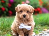 Malti̇poo Ci̇nsi̇ Yavrular Ev Üreti̇mi̇