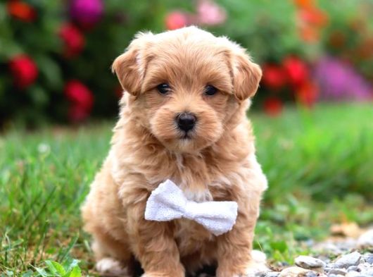 Malti̇poo Ci̇nsi̇ Yavrular Ev Üreti̇mi̇ görsel