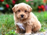 Malti̇poo Ci̇nsi̇ Yavrular Ev Üreti̇mi̇