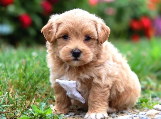 Malti̇poo Ci̇nsi̇ Yavrular Ev Üreti̇mi̇ görsel