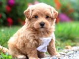 Malti̇poo Ci̇nsi̇ Yavrular Ev Üreti̇mi̇