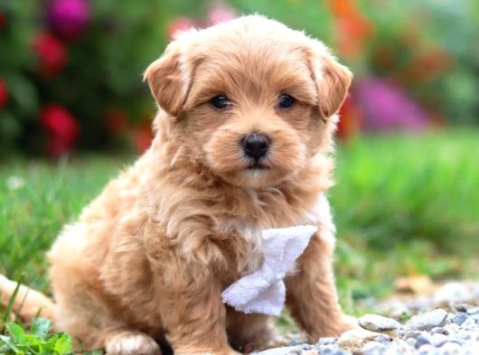Malti̇poo Ci̇nsi̇ Yavrular Ev Üreti̇mi̇ görsel