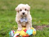 Malti̇poo Ci̇nsi̇ Yavrular Ev Üreti̇mi̇