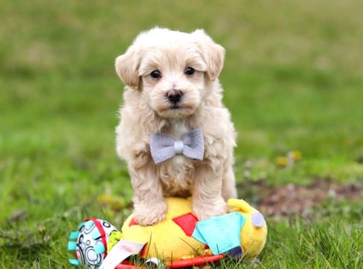 Malti̇poo Ci̇nsi̇ Yavrular Ev Üreti̇mi̇ görsel