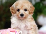Malti̇poo Ci̇nsi̇ Yavrular Ev Üreti̇mi̇