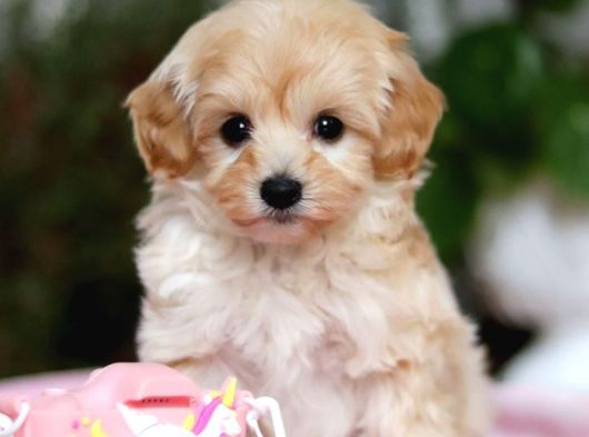 Malti̇poo Ci̇nsi̇ Yavrular Ev Üreti̇mi̇ görsel