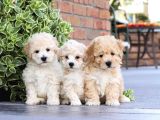 MALTİPOO CİNSİ YAVRULAR EV ÜRETİMİ