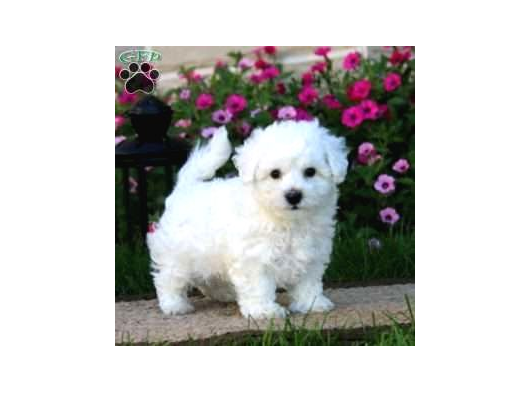 Kar Beyaz Maltese Terri̇er Ci̇nsleri̇