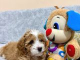 Kahve Tonlu Malti̇poo Ci̇nsi̇ Yavrular