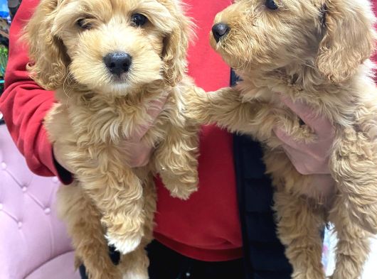 Kahve Tonlu Malti̇poo Ci̇nsi̇ Yavrular