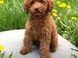 TOY POODLE SEVİMLİ YAVRULAR EV ÜRETİMİ