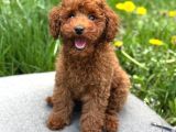 Toy Poodle Sevi̇mli̇ Yavrular Ev Üreti̇mi̇