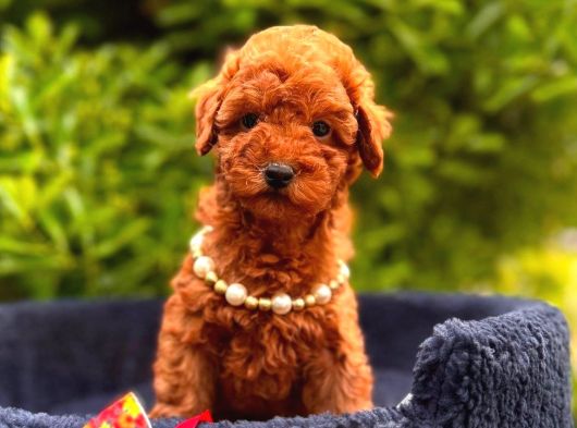 Kipkirmizi Red Toy Poodle Sevi̇mli̇ Yavrular görsel