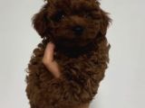 KIPKIRMIZI RED TOY POODLE SEVİMLİ YAVRULAR