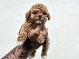 Mini Boy Elite Maltipoo Bebekler