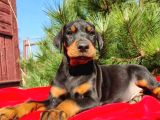 King Boy Irkının En Özel Doberman Yavruları