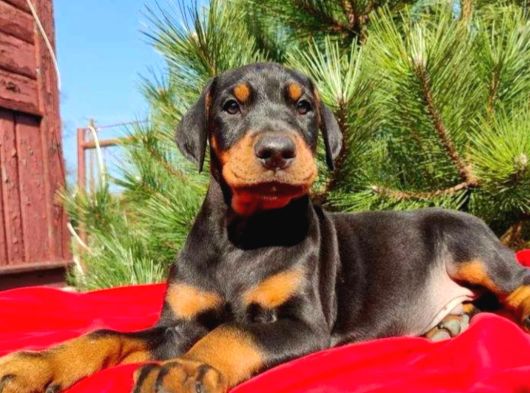 King Boy Irkının En Özel Doberman Yavruları görsel