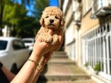A kalite Maltipo yavrularımız