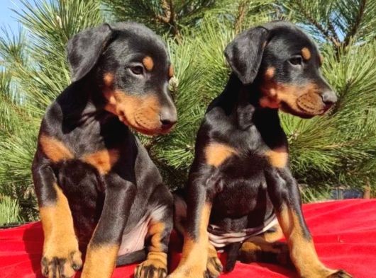 King boy ırkının en özel Doberman yavruları