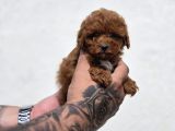 Mini Boy Elite Maltipoo Bebekler