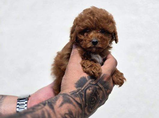 Mini Boy Elite Maltipoo Bebekler görsel