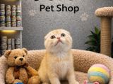 Mükemmel renklerde scottish fold yavrularımız