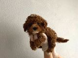 Kilo garantili wc eğitimli toy boy poodle yavrum