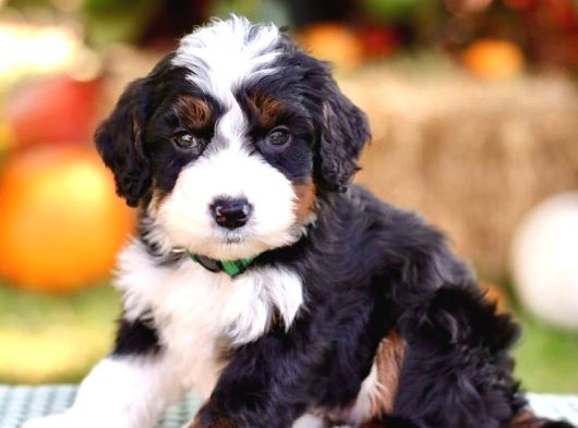 Premium Mini Bernedoodle Yavrularımız görsel