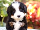 Premium Mini Bernedoodle Yavrularımız