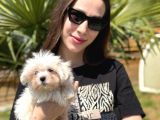 Kaliteli Üretim Çiftliğinden Maltese Terrier Bebekler