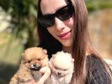 Gerçek Boo Face Pomeranian  Sağlık Ve Irk Garantili