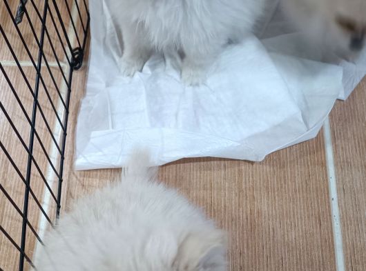 Ailenizin Sevmli Çocukları görsel