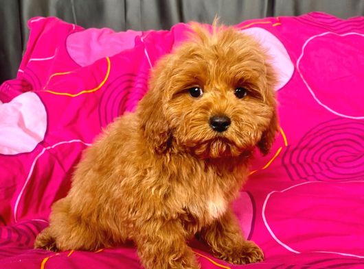 Mi̇ni̇ Boy Maltipoo Erkek Yavrularimiz görsel