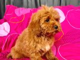 Mi̇ni̇ Boy Maltipoo Erkek Yavrularimiz