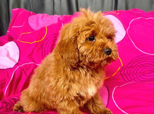 Mi̇ni̇ Boy Maltipoo Erkek Yavrularimiz görsel