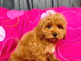 Mi̇ni̇ Boy Maltipoo Erkek Yavrularimiz